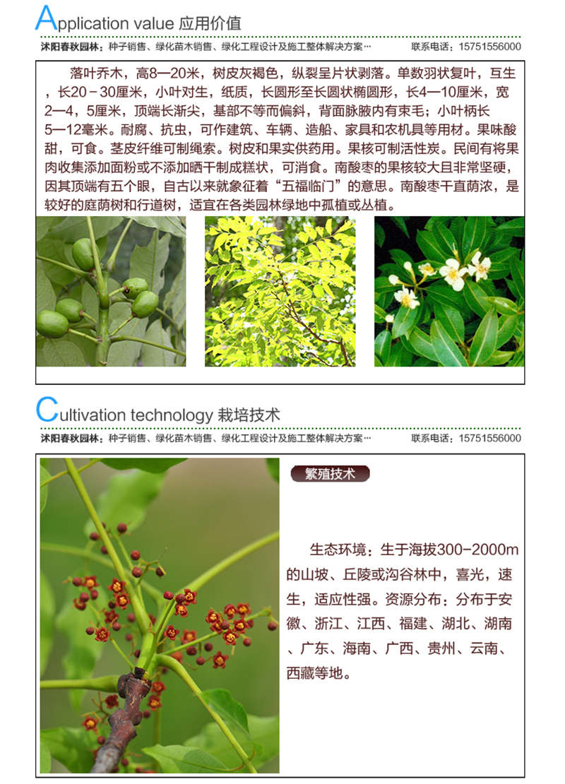 南酸棗種子應用價值及種植技術