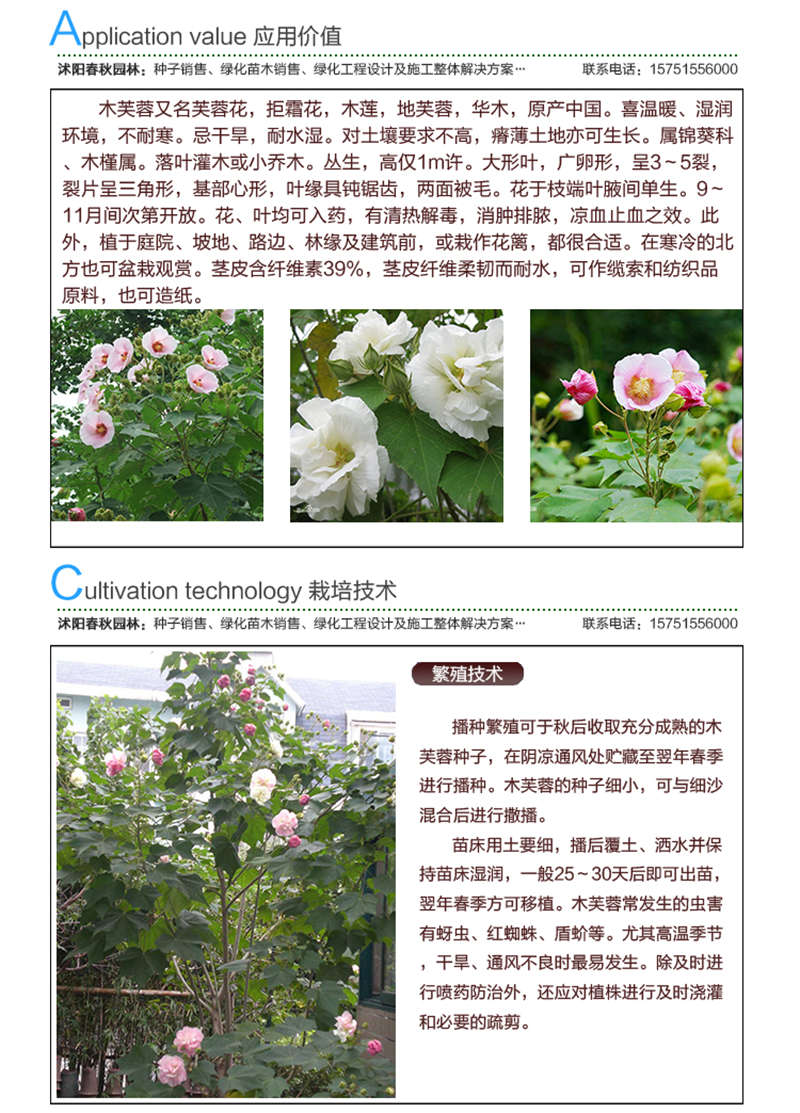 木芙蓉種子應用價值及種植技術