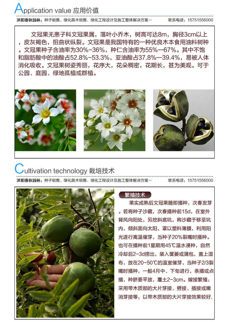 文冠果種子應用價值及種植技術