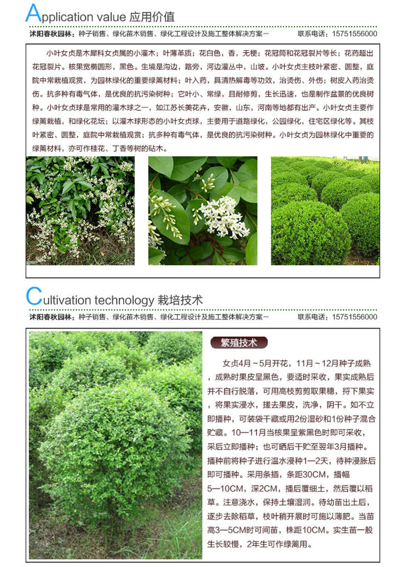 小葉女貞種子應用價值及種植技術