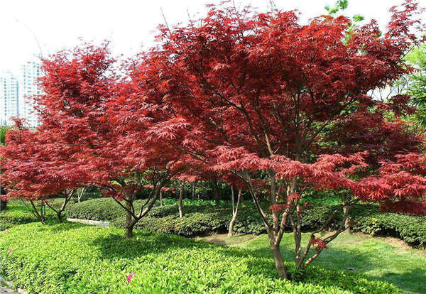 日本紅楓產(chǎn)地價格